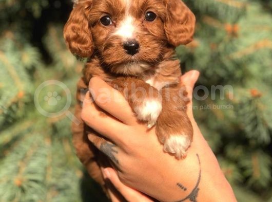 Sevimli Maltipoo Dişi Mini Boy Yavrularımız görsel