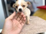Teacup Di̇şi̇ Chihuahua
