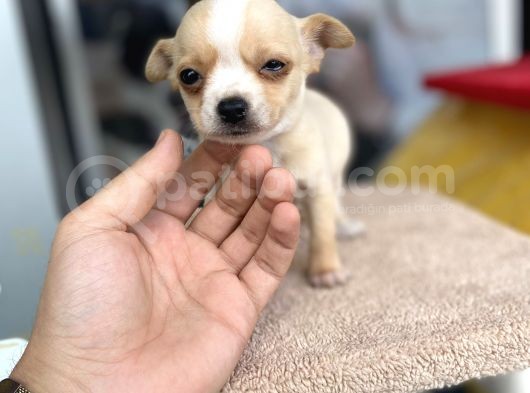 Teacup Di̇şi̇ Chihuahua görsel