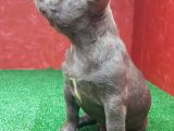 Güzeller Güzeli̇ Di̇şi̇ French Bulldog Blue Yavrumuz