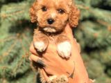 Sevimli Maltipoo Dişi Mini Boy Yavrularımız
