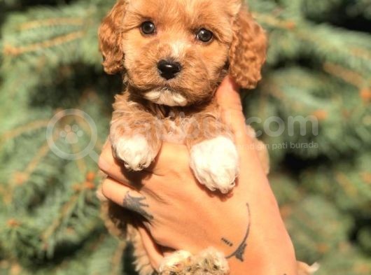 Sevimli Maltipoo Dişi Mini Boy Yavrularımız görsel