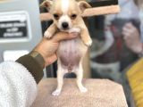 Teacup Di̇şi̇ Chihuahua