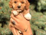 Sevimli Maltipoo Dişi Mini Boy Yavrularımız