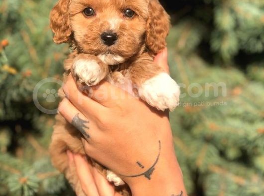 Sevimli Maltipoo Dişi Mini Boy Yavrularımız görsel