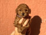 Mini Boy Orjinal Poodle Yavrular