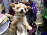 Teacup Di̇şi̇ Chihuahua