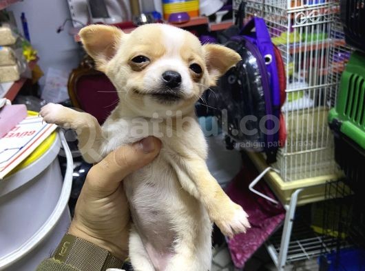 Teacup Di̇şi̇ Chihuahua