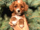 Sevimli Maltipoo Dişi Mini Boy Yavrularımız