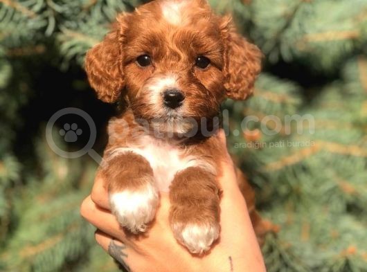 Sevimli Maltipoo Dişi Mini Boy Yavrularımız görsel
