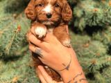 Sevimli Maltipoo Dişi Mini Boy Yavrularımız