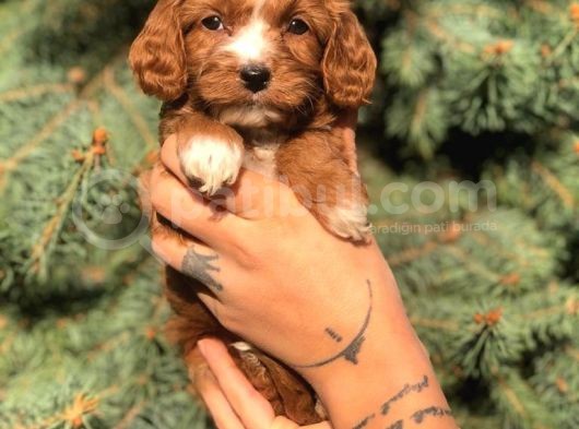 Sevimli Maltipoo Dişi Mini Boy Yavrularımız