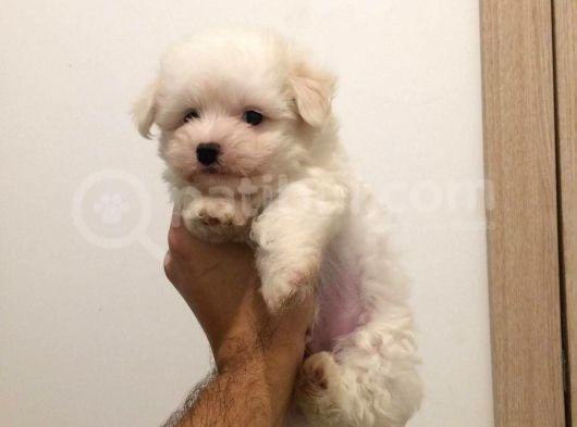 Maltesse Terrier Cinsi Güzel Yavrular  görsel