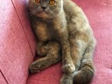 British Shorthair Lilac
