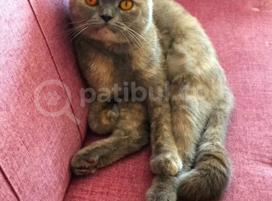 British Shorthair Lilac görsel