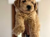 Toy Poodle Yavrular