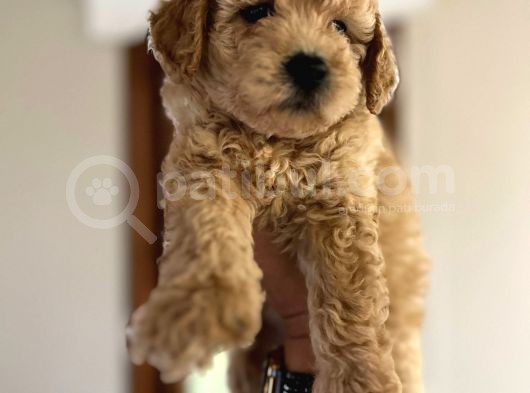 Toy Poodle Yavrular