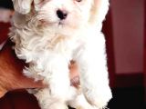 Maltesse Terrier Cinsi Güzel Yavrular 