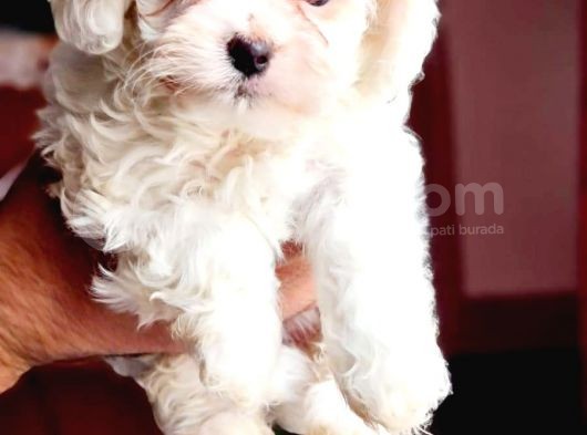Maltesse Terrier Cinsi Güzel Yavrular 