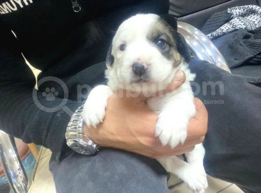 Morkie Cinsi Yavrular 