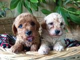 Toy Poodle Yavrularımız