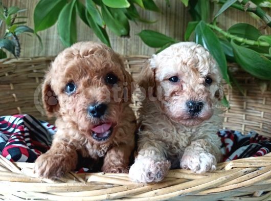 Toy Poodle Yavrularımız