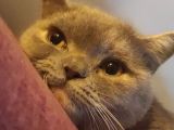 British Shorthair Lilac