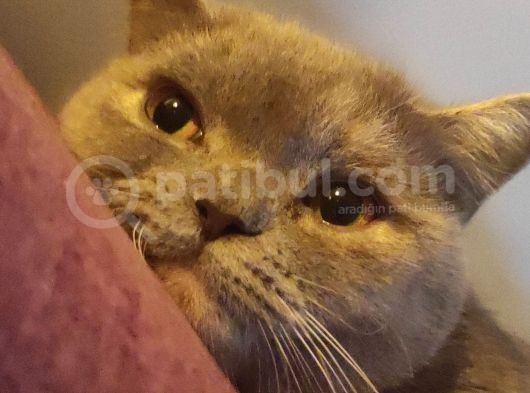 British Shorthair Lilac görsel
