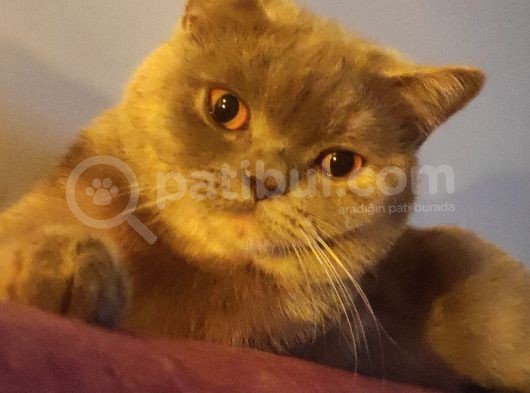 British Shorthair Lilac görsel