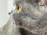 British Shorthair Lilac