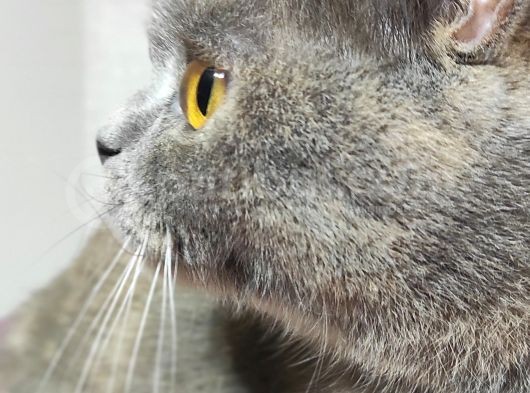 British Shorthair Lilac görsel