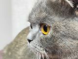 British Shorthair Lilac