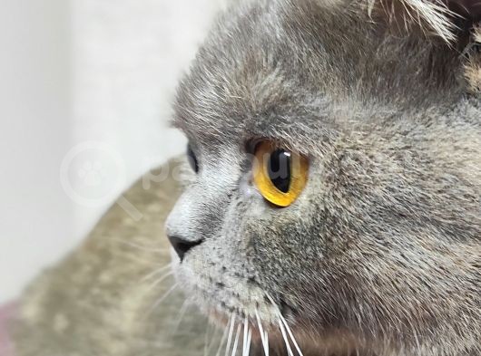 British Shorthair Lilac
