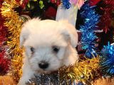 Maltese Teri̇er Yavru