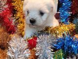 Maltese Teri̇er Yavru