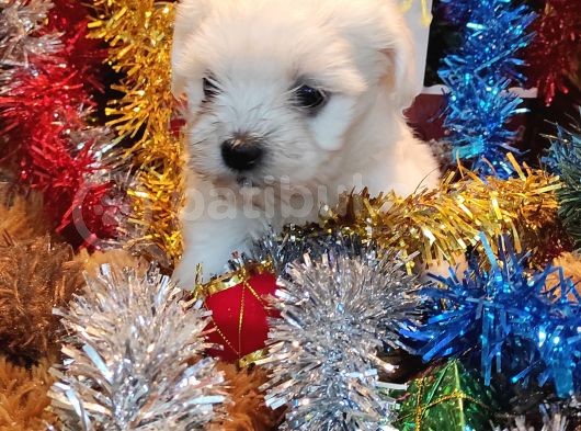 Maltese Teri̇er Yavru