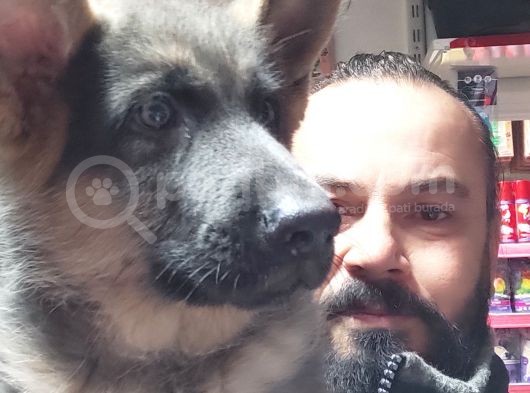 Alman Kurdu Yavruları görsel