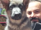 Alman Kurdu Yavruları