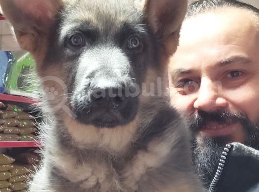Alman Kurdu Yavruları görsel