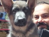 Alman Kurdu Yavruları