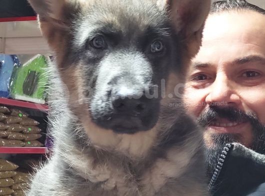 Alman Kurdu Yavruları görsel