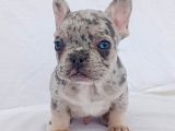 Exotic French Bulldog