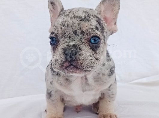 Exotic French Bulldog