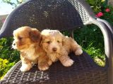 Morkie Cinsi Yavrular 
