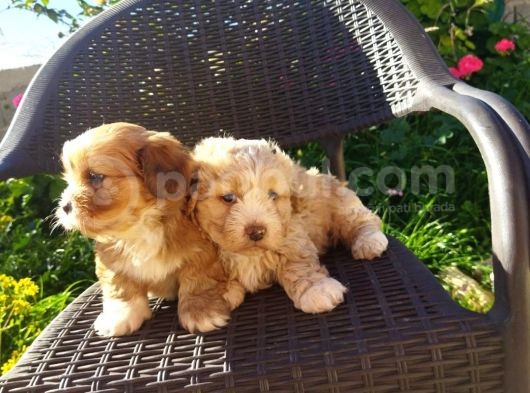 Morkie Cinsi Yavrular 