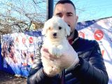 Maltesse Terrier Cinsi Güzel Yavrular 