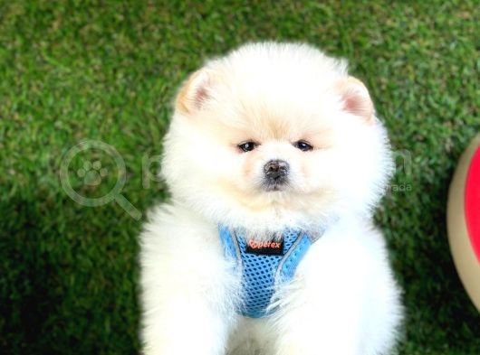 Safkan Pomeranian Boo Yavrularımız görsel