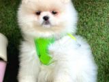 Safkan Pomeranian Boo Yavrularımız