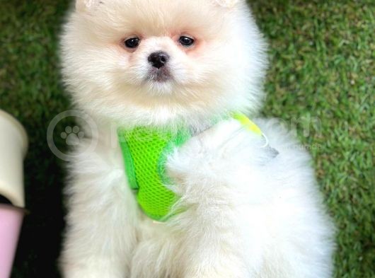 Safkan Pomeranian Boo Yavrularımız
