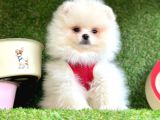 Safkan Pomeranian Boo Yavrularımız